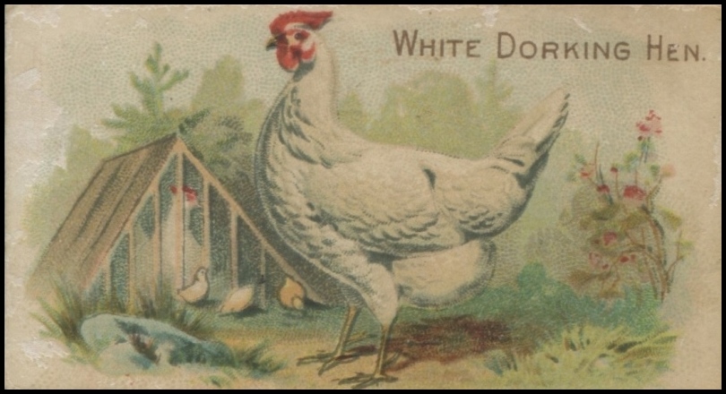 White Dorking Hen